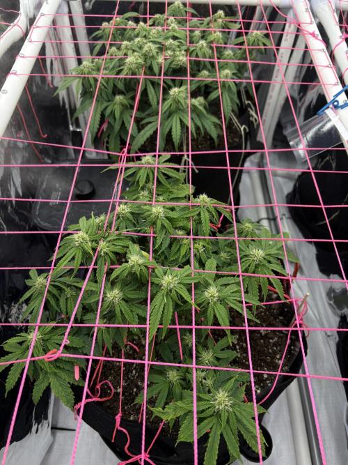 Godzilla Cookies Auto. Week 10