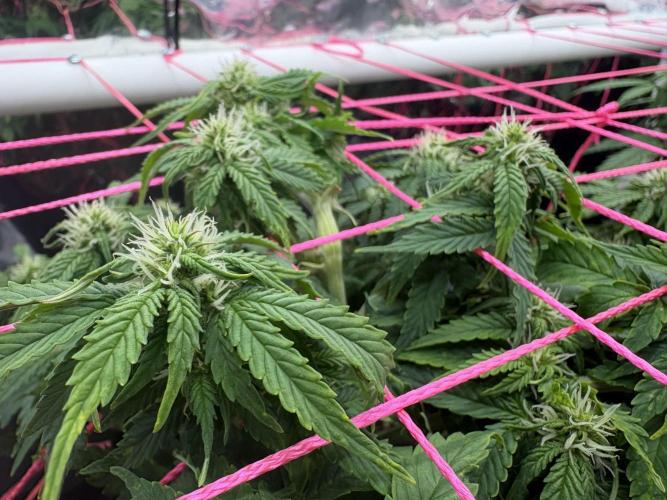 Godzilla Cookies Auto. Week 10