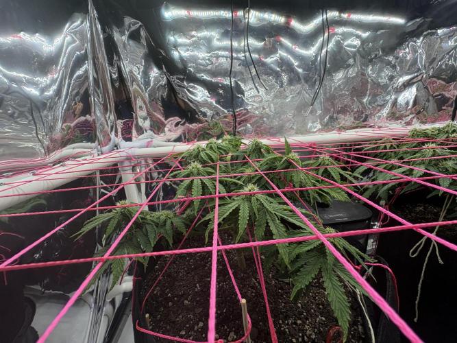 Godzilla Cookies Auto. Week 10