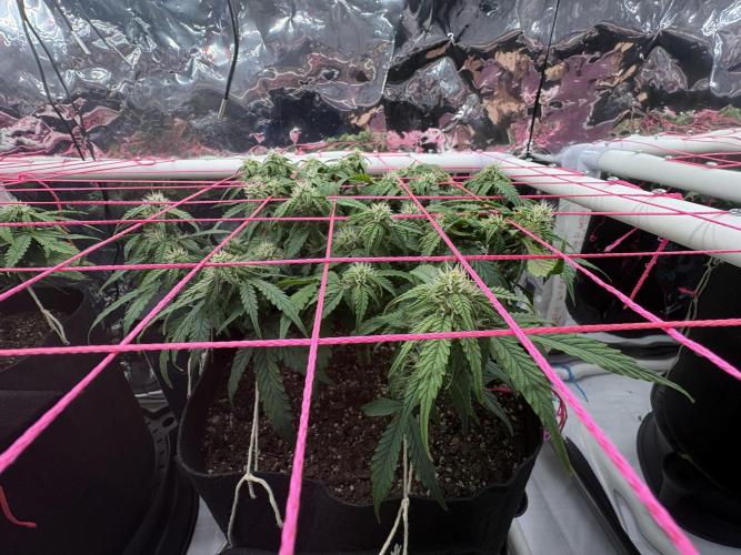 Godzilla Cookies Auto. Week 10