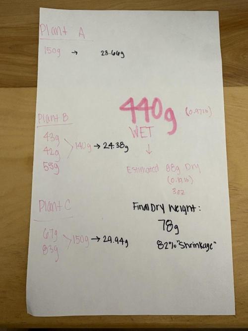 Bruce Banner Auto - Grow #3. Week 12