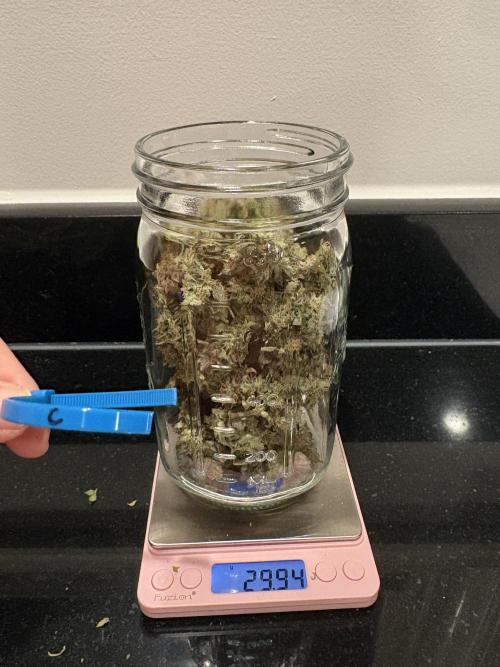 Bruce Banner Auto - Grow #3. Week 12