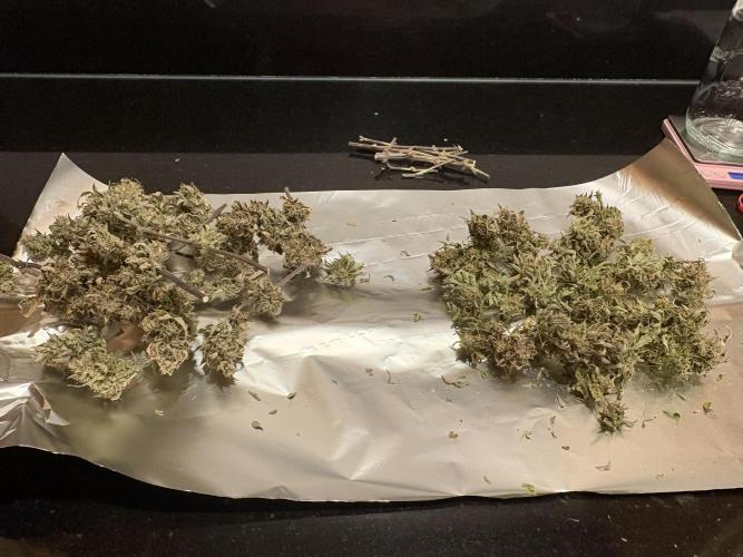 Bruce Banner Auto - Grow #3. Week 12