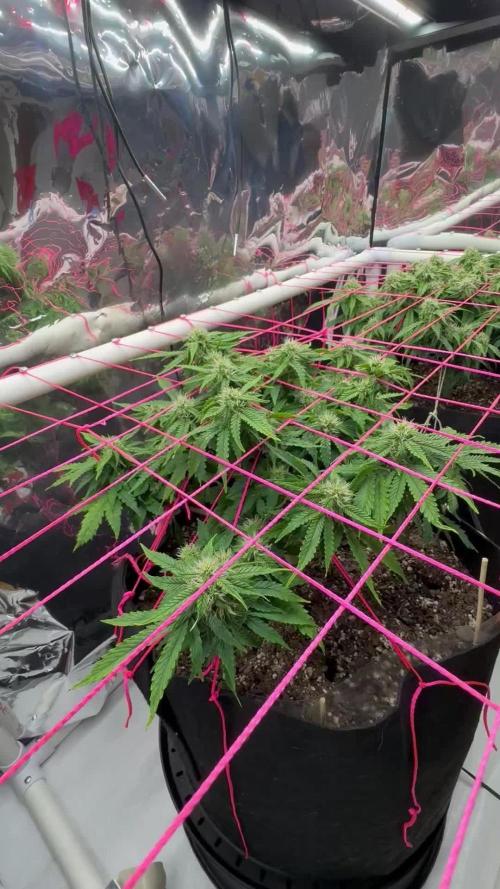 Godzilla Cookies Auto