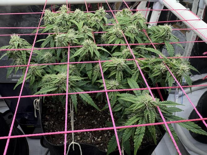 Godzilla Cookies Auto. Week 11