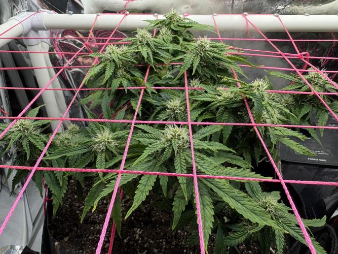 Godzilla Cookies Auto. Week 11