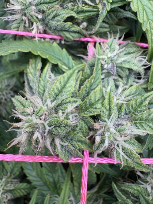 Godzilla Cookies Auto. Week 11