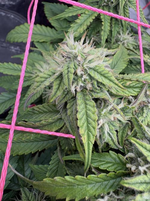 Godzilla Cookies Auto. Week 11