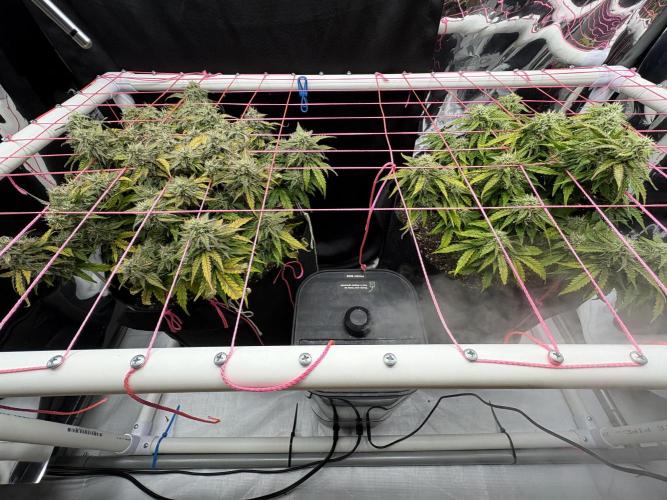 Godzilla Cookies Auto. Week 12