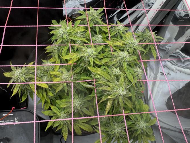 Godzilla Cookies Auto. Week 12