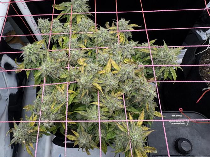 Godzilla Cookies Auto. Week 12