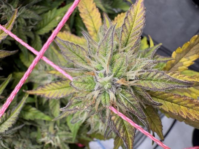 Godzilla Cookies Auto. Week 12