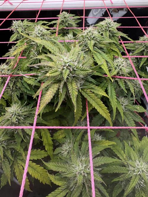 Godzilla Cookies Auto. Week 12