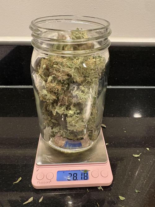 Godzilla Cookies Auto. Week 13