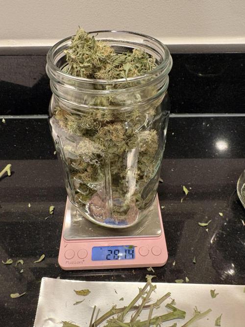 Godzilla Cookies Auto. Week 13