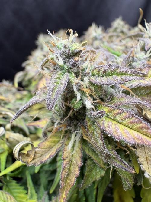 Godzilla Cookies Auto. Week 13