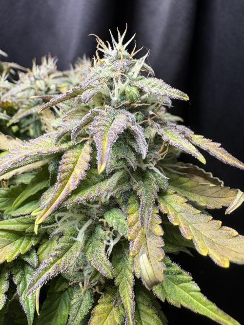 Godzilla Cookies Auto. Week 13