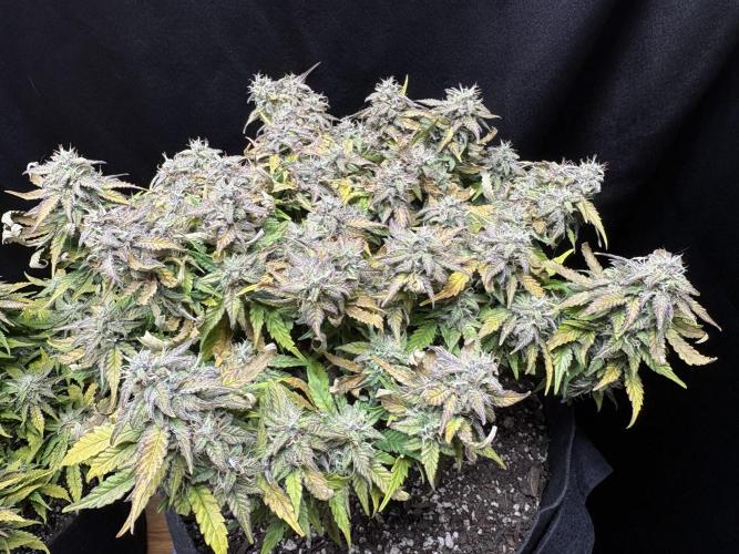 Godzilla Cookies Auto. Week 13