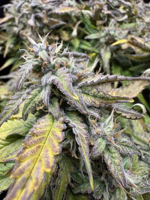 Godzilla Cookies Auto. Week 13