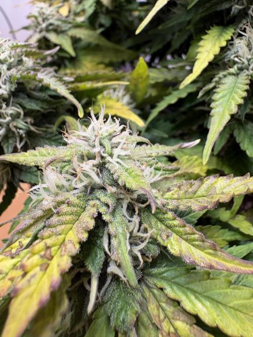 Godzilla Cookies Auto. Week 13