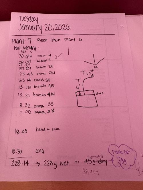 Godzilla Cookies Auto. Week 13