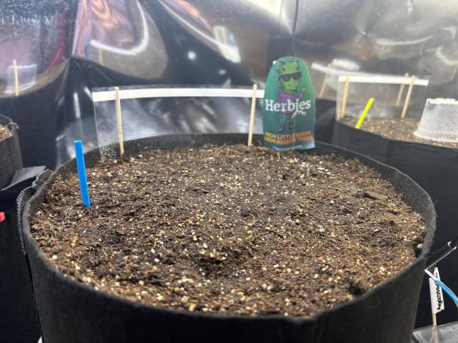 It’s a New Season. Week 0 - Thanks to Herbies for these  these seeds  