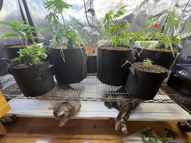 It’s a New Season. Week 4 - Cats 🌱🤣