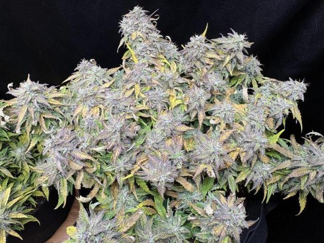 Godzilla Cookies Auto. Week 13