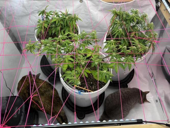 Bruce Banner Auto - Grow #3. Week 7