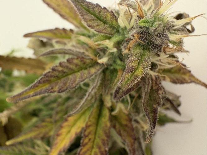 Godzilla Cookies Auto. Week 13