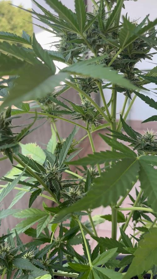Sweet Skunk Auto