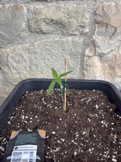 Banana purple punch & Sour jealousy auto. Week 2