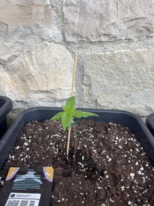 Banana purple punch & Sour jealousy auto. Week 2