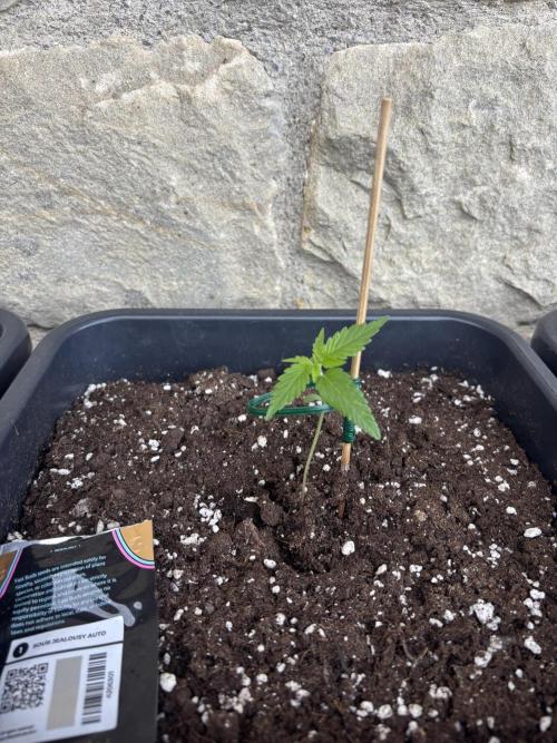 Banana purple punch & Sour jealousy auto. Week 2