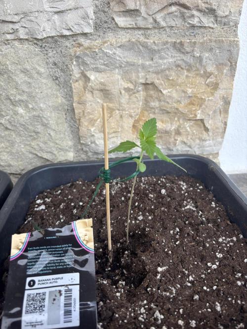 Banana purple punch & Sour jealousy auto. Week 2
