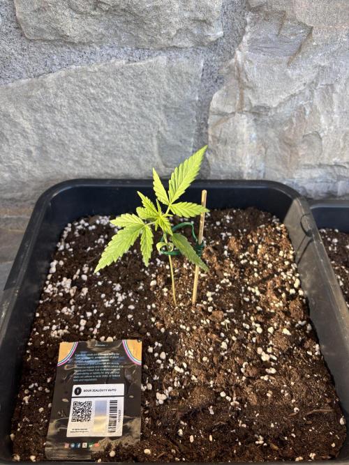 Banana purple punch & Sour jealousy auto. Week 3