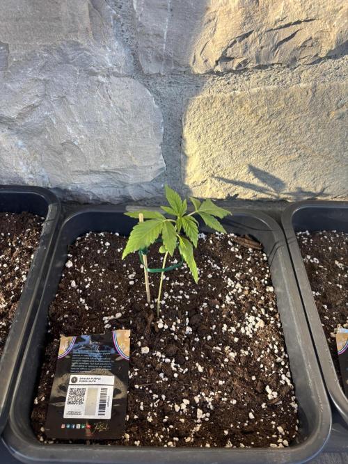 Banana purple punch & Sour jealousy auto. Week 3