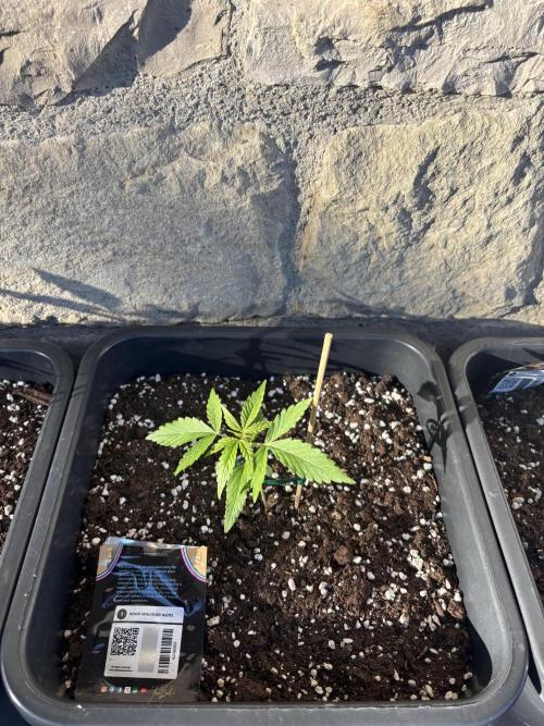 Banana purple punch & Sour jealousy auto. Week 3