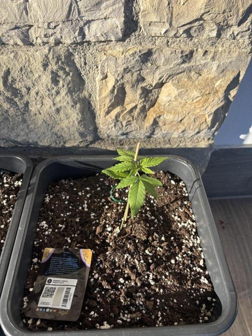 Banana purple punch & Sour jealousy auto. Week 3