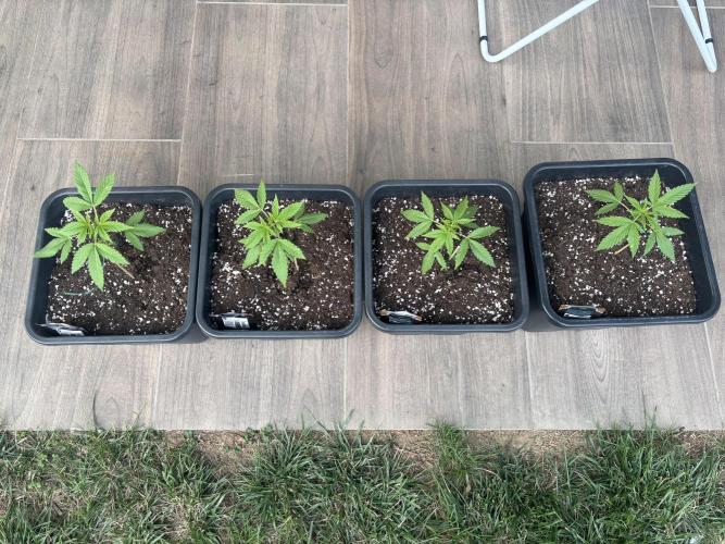 Banana purple punch & Sour jealousy auto. Week 4