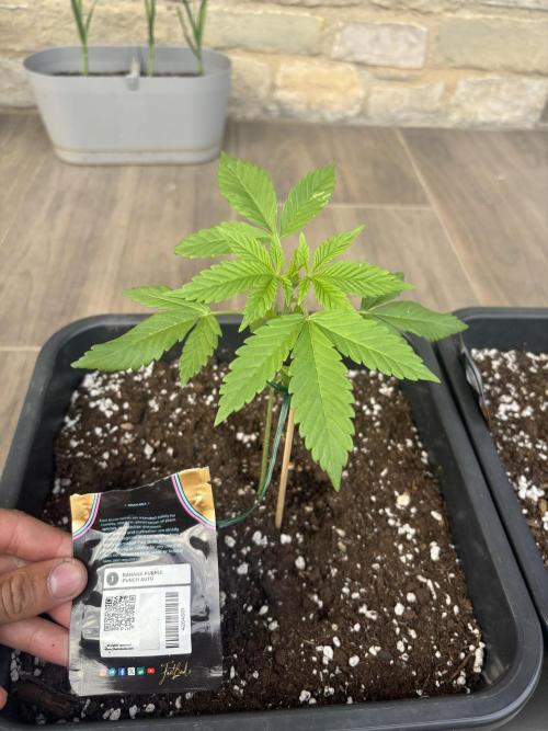 Banana purple punch & Sour jealousy auto. Week 4