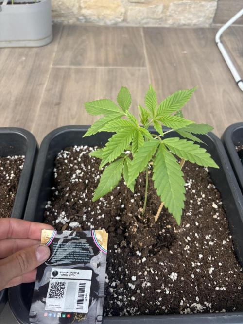 Banana purple punch & Sour jealousy auto. Week 4