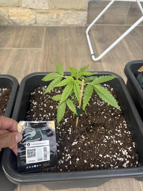 Banana purple punch & Sour jealousy auto. Week 4