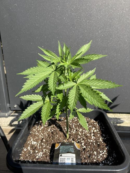 Banana purple punch & Sour jealousy auto. Week 5