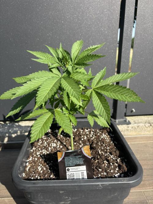 Banana purple punch & Sour jealousy auto. Week 5