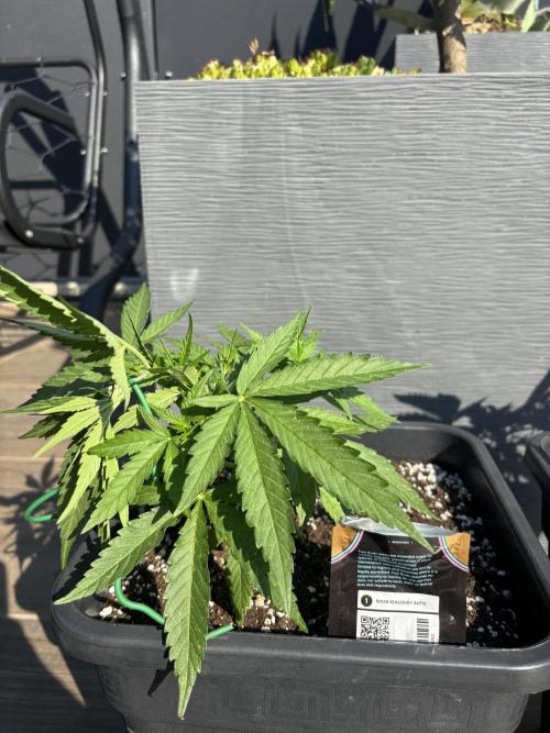 Banana purple punch & Sour jealousy auto. Week 5