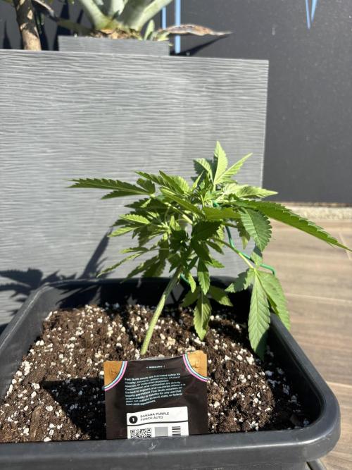 Banana purple punch & Sour jealousy auto. Week 5
