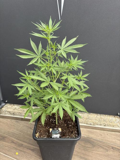 Banana purple punch & Sour jealousy auto. Week 6