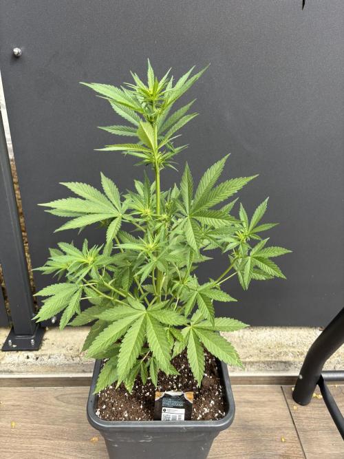 Banana purple punch & Sour jealousy auto. Week 6