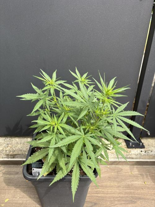 Banana purple punch & Sour jealousy auto. Week 6